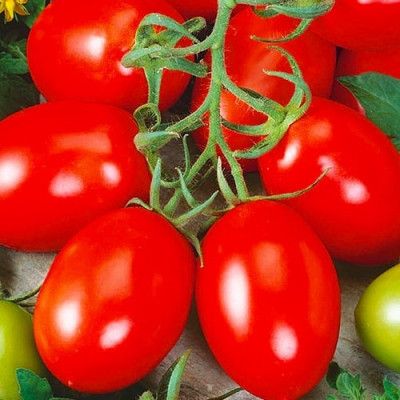 Томат Лагідний (Флора маркет) 0.3 г