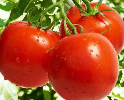 Томат Гірська принцеса (Флора маркет) 0.1 г