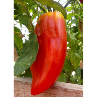 Томат Перцеподібний червоний (Флора Маркет) 0.1 г