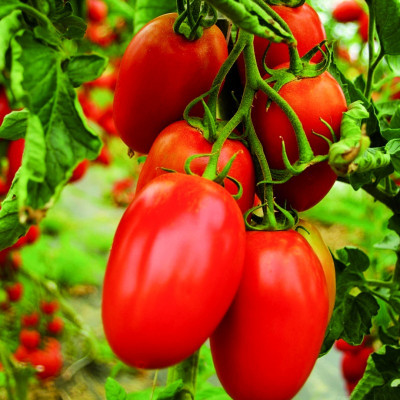 Томат Маруся (Елітсорт) 0.1 г