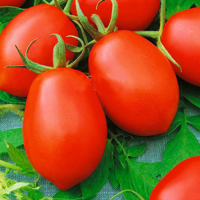 Томат Денар (Елітсорт) 1 г