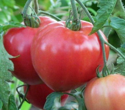 Томат Волове серце червоне (Елітсорт) 1 г