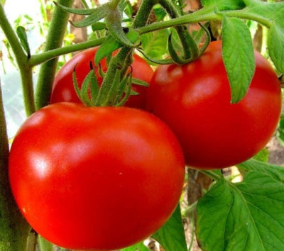 Томат Волгоградський 323 (Елітсорт) 0.3 г