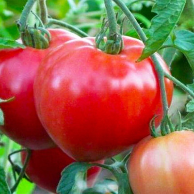 Томат Волове серце (Садиба) 0.2г