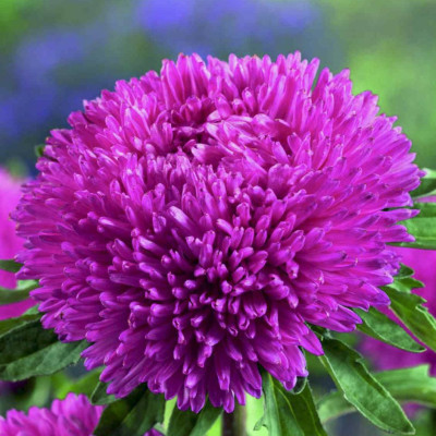 Насіння айстри Кінг Сайз синя /0,2 г/ *ЕлітСорт*