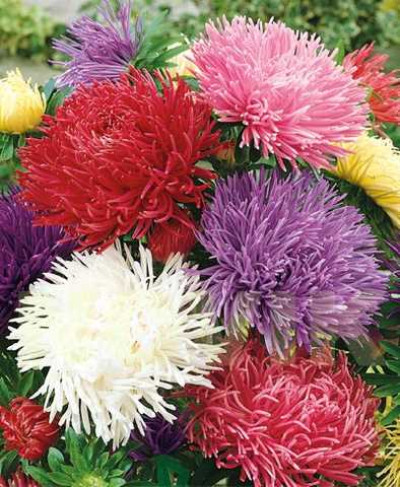 Дракон суміш /0,2 г/ *ЕлітСорт*