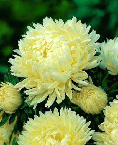 Айстра карликова жовта /0,2 г/ *ЕлітСорт*