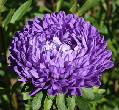 Блау Турм /0,2 г/ *ЕлітСорт*