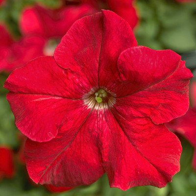 Петунія Аладдін F1 червона (Елітсорт) 10 шт