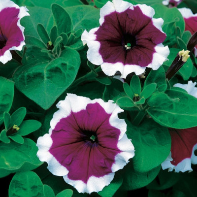 Петунія Селебриті F1 Бургунді Фрост (Celebrity F1 Burgundy Frost) Елітсорт 10 шт