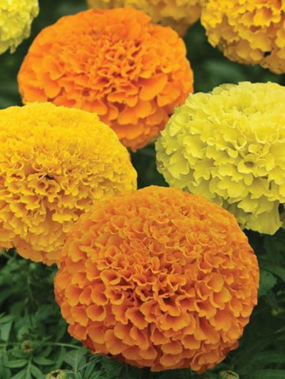 Чорнобривці Низькоросла суміш 0,5г SeedEra 