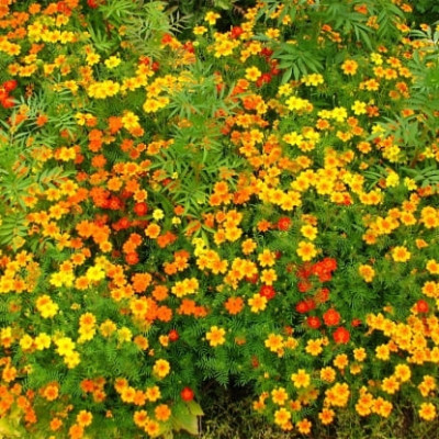 Старшайн суміш /0,1г/ *ЕлітСорт*