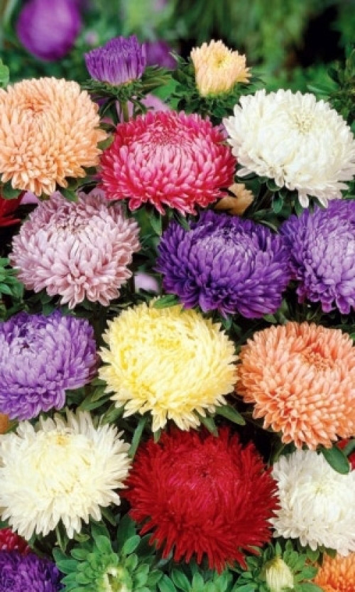 Американська Красуня /0,2 г/ *ЕлітСорт*