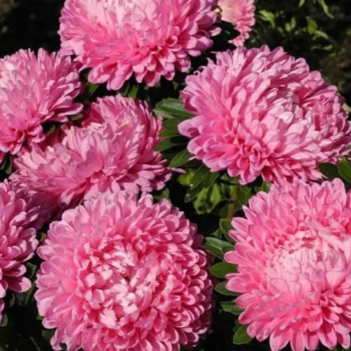 Айстра карликова рожева /0,2 г/ *ЕлітСорт*