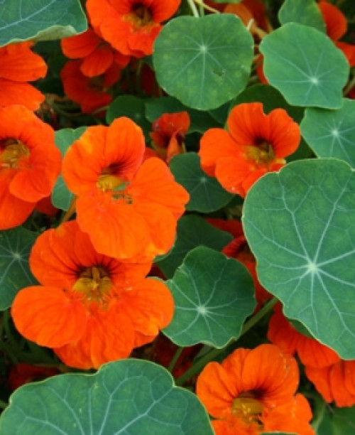  Красоля карликова помаранчева /10 насінин/ *ЕлітСорт*