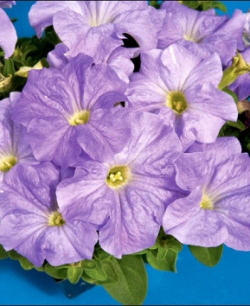 Аладдін F1 бузкова 10 насінин. (Елітсорт)