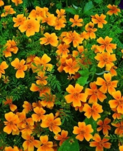 Чорнобривці Карина - 0,05 гр. (Елітсорт)