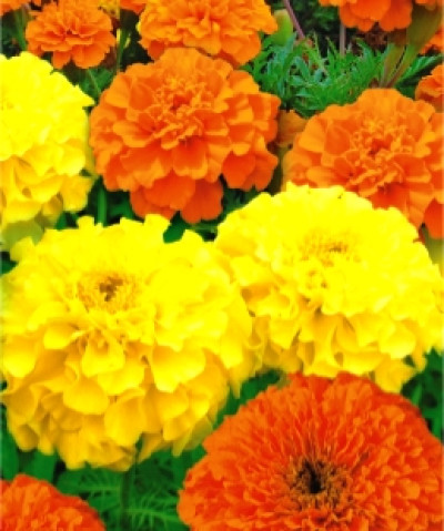 Чорнобривці високі суміш /0,5 г/ *ЕлітСорт*