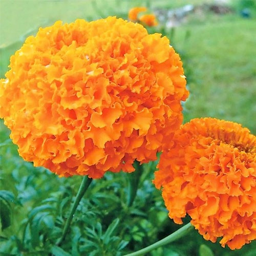  Оранж Принц /0,5 г/ *ЕлітСорт*