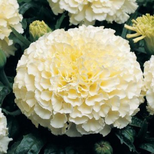 Чорнобривці Кіліманджаро /0,05 г/ Яскрава