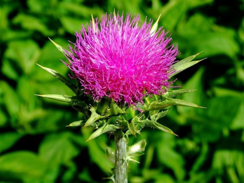 Розторопша плямиста /1 г/ *ЭлитСорт*