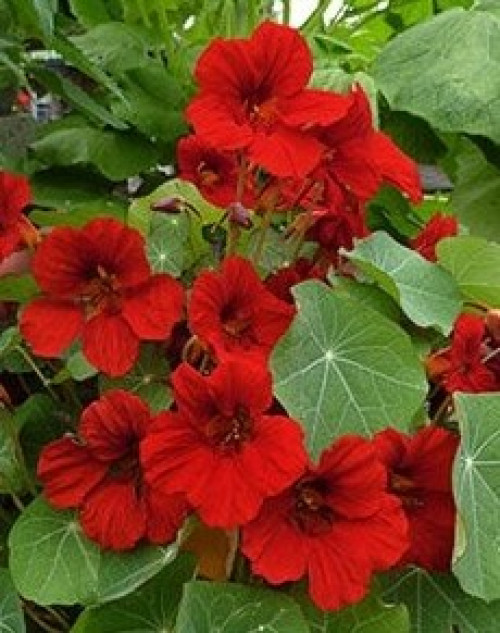 Красоля низька Імператриця 1г Насіння України