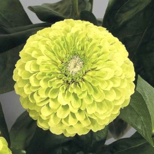 Енві /0,5 г/ *ЭлітСорт*