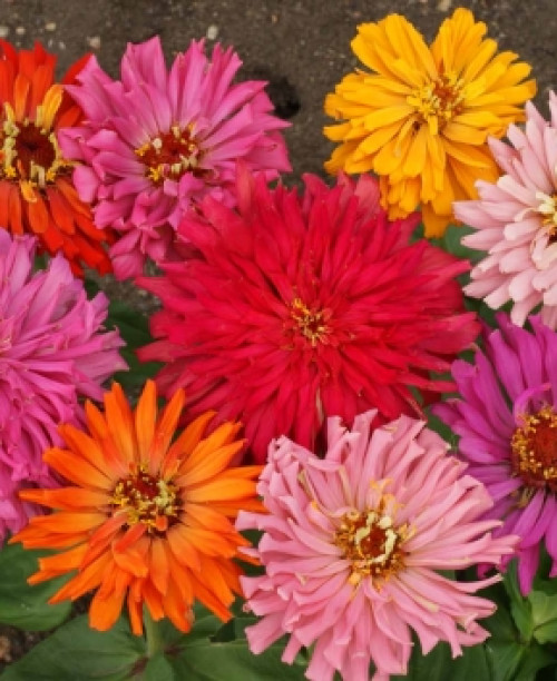 Майорці Кактусовидні суміш 0,5 грам. (Елітсорт)