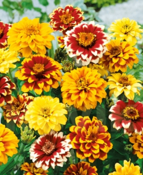 Майорці Вузьколисті суміш 0,25 грам. (Елітсорт)