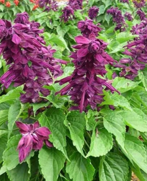 Сальвія Блискуча фіолетова 0,1 грам. (Елітсорт)