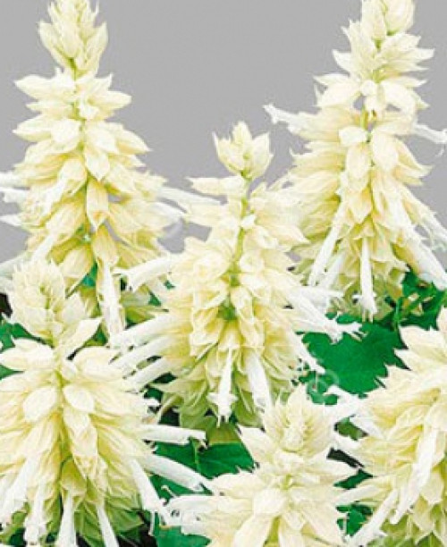 Сальвія Блискуча біла 0,05 грам. (Елітсорт)