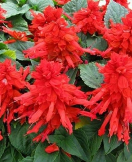 Сальвія блискуча червона /0,1 г/ *ЭлітСорт*