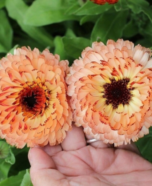 Нагідки Шербет рожеві 0,1 грам. (Елітсорт)