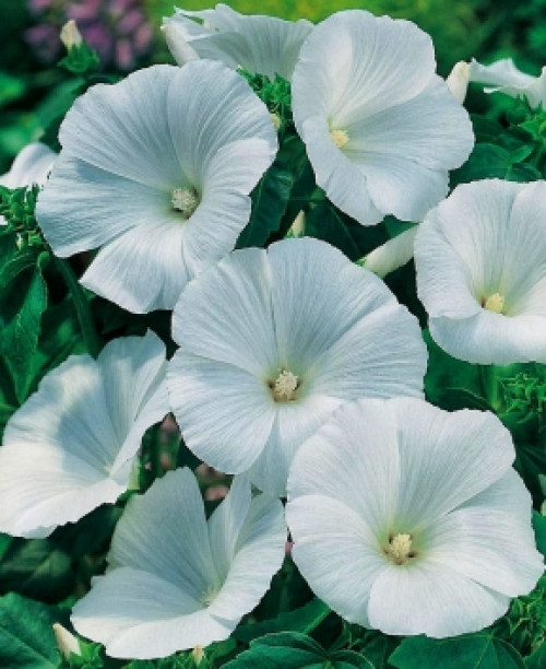 Лаватера біла 0,5 грам. (Елітсорт)