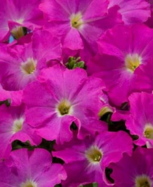 Аладдін Неон F1 10 насінин. (Елітсорт)