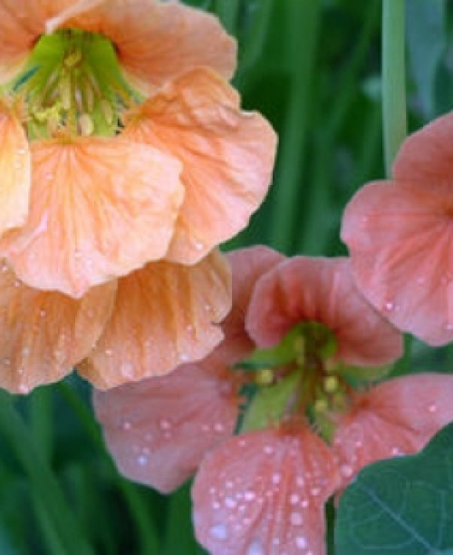 Красоля (настурція) Карликова лососева 10 насінин. (Елітсорт)