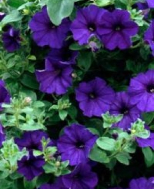Петунія гібридна синя 0,05 г Елітсорт 