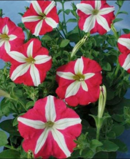 Петунія Белінда F1 10 насінин. (Елітсорт)