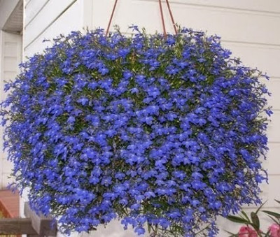 Лобелія Каскад синя 0,05 грам. (Елітсорт)