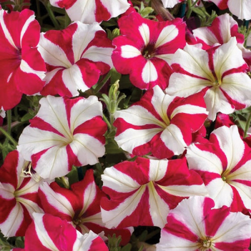 Петунія Селебріті F1 Роуз Стар /10 насінин/ *ЭлітСорт*