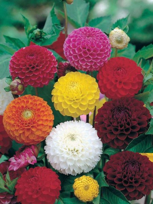 Насіння жоржини помпонна суміш /0,1 г/ *ЕлітСорт*