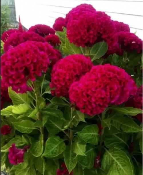 Насіння целозії Імперіал /0,1 г/ *ЭлітСорт*