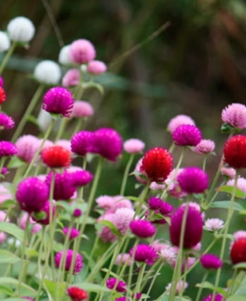 Гомфрена суміш - 0,1 гр (Елітсорт)