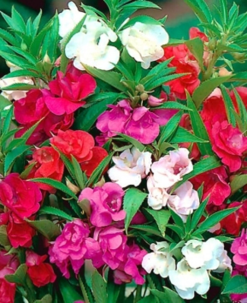 Бальзамін садовий Камелія - ​​0,5 гр (Елітсорт)