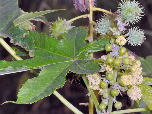 Насіння рицини суміш /5 насінин/ *ЕлітСорт*