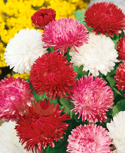 Стокротки суміш (Елітсорт) 0.05 г