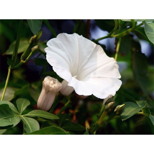 Іпомея Мунлайт /1 г/ *ЕлітСорт*