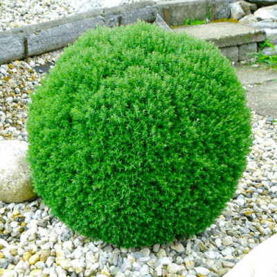 Туя західна Тедді (Thuja occidentalis Teddy) С2