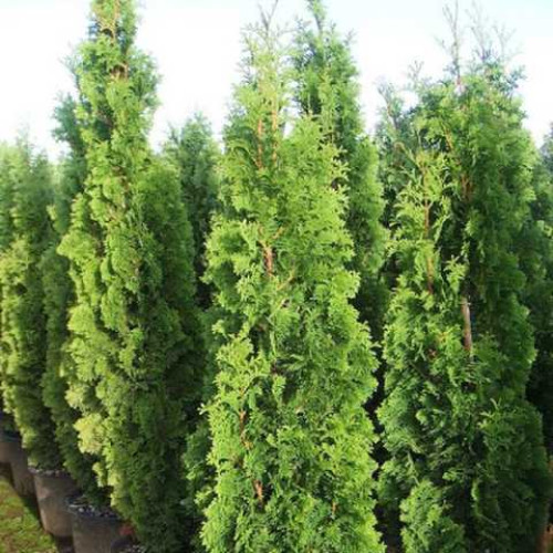 Туя західна Спіраліс р9