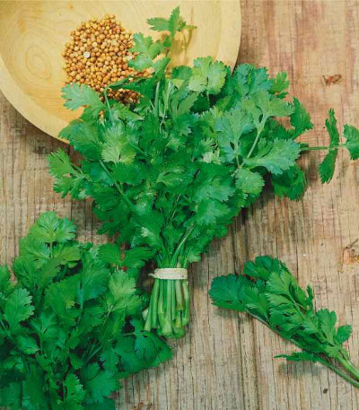 Кінза (коріандр) Нектар (Садиба) 3г